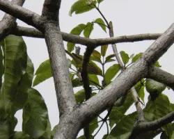 Setophaga petechia