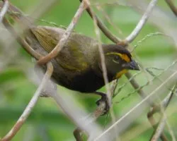 Tiaris olivaceus