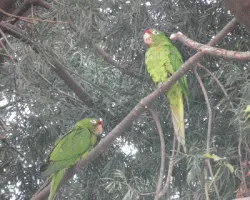 Aratinga finschi