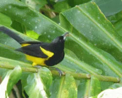 Icterus prosthemelas