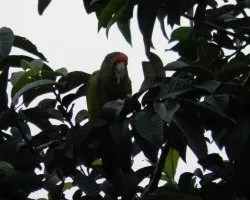 Aratinga canicularis