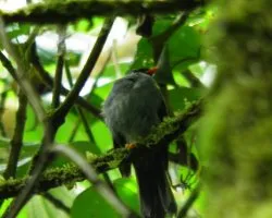 Myadestes melanops