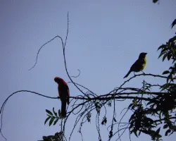Piranga bidentata