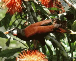 Psarocolius montezuma