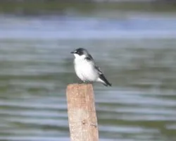 Riparia riparia