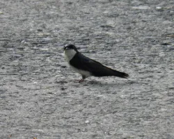 Pygochelidon cyanoleuca