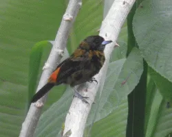 Ramphocelus passerinii