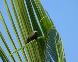 Thraupis palmarum