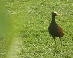 Jacana spinosa