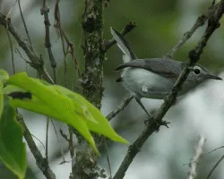 Polioptila plumbea