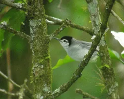 Polioptila plumbea