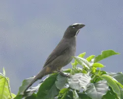 Saltator coerulescens