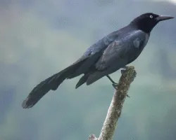 Quiscalus mexicanus
