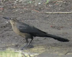 Quiscalus mexicanus
