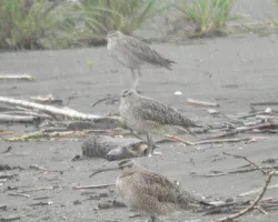 Numenius phaeopus