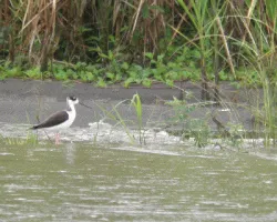 Himantopus mexicanus