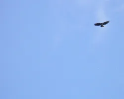Buteo jamaicensis