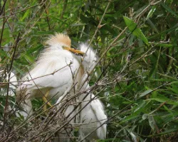 Bubulcus ibis