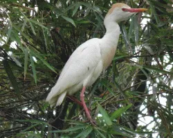 Bubulcus ibis