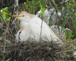 Bubulcus ibis