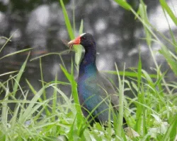 Porphyrio martinica