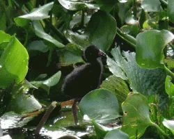 Porphyrio martinica