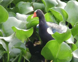 Porphyrio martinica
