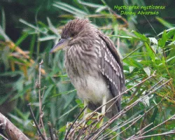 Nycticorax nycticorax