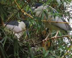 Nycticorax nycticorax