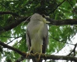 Nycticorax nycticorax