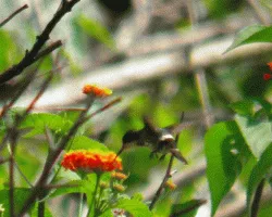 Discosura conversii