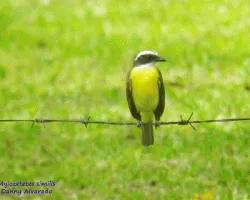 Myiozetetes similis