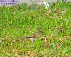 Passer domesticus