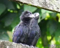 Crotophaga ani