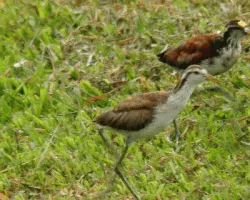 Jacana Spinosa