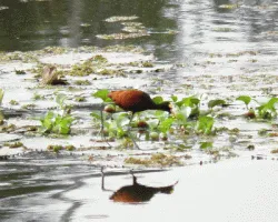 Jacana Spinosa
