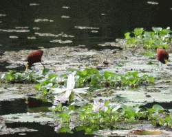 Jacana Spinosa