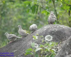 Columbina inca