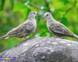 Columbina inca