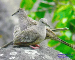 Columbina inca