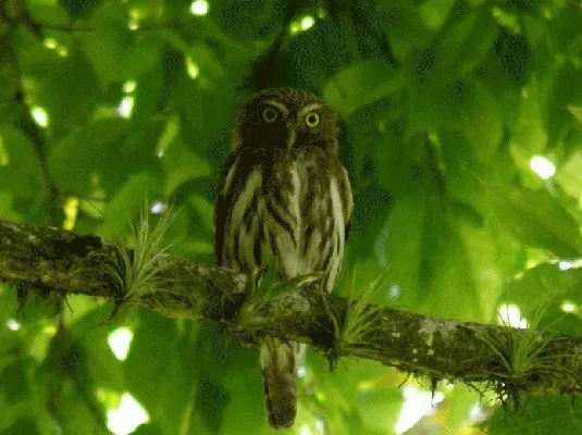 Glaucidium griseiceps
