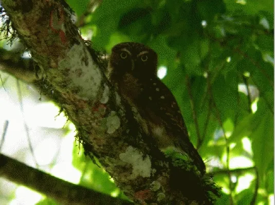Glaucidium griseiceps