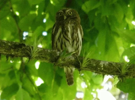 Glaucidium griseiceps