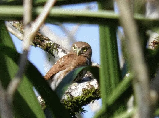 Glaucidium griseiceps