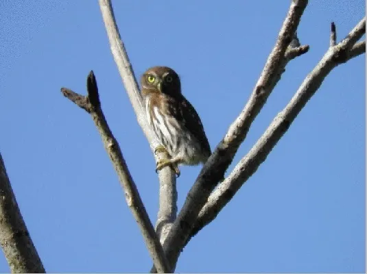 Glaucidium griseiceps