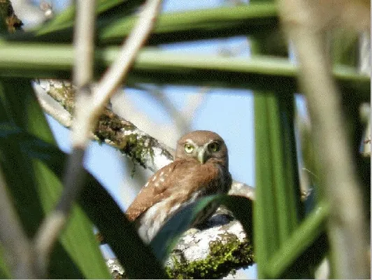 Glaucidium griseiceps