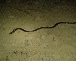 Enulius flavitorques