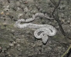 Bothriechis schlegelii