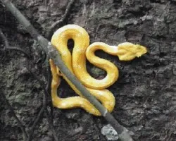 Bothriechis schlegelii