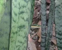 Leptophis mexicanus